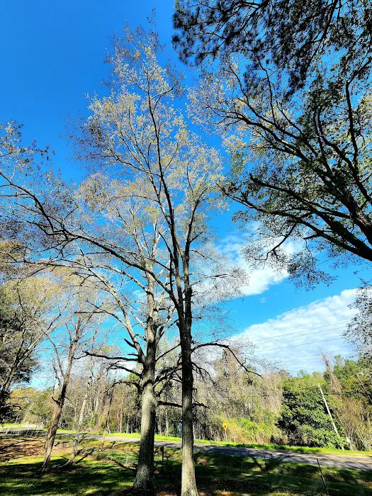 Brad's Old Ferry Landing Campground & RV Park Picture 6