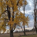 Sheyenne National Grassland