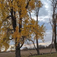 Sheyenne National Grassland ico