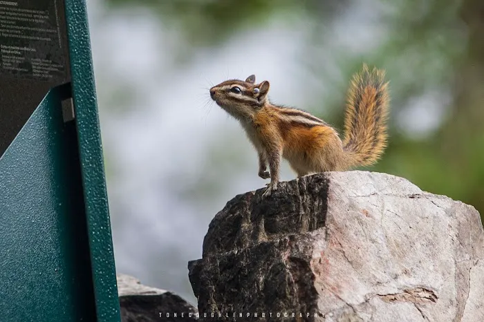 BWCA Campsite #1997 Picture 1