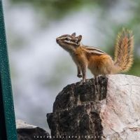 BWCA Campsite #1997 ico