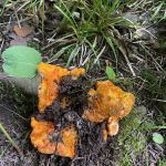 North Carlson Pond Camp