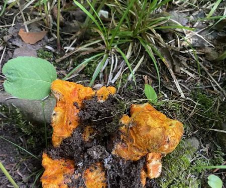 North Carlson Pond Camp