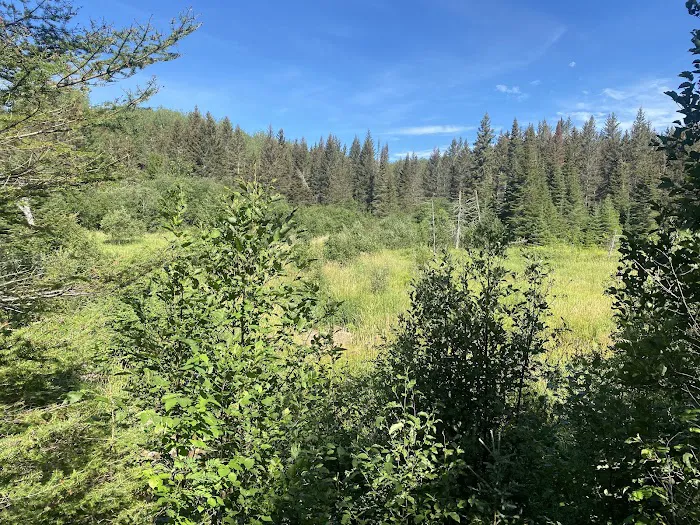 North Carlson Pond Camp Picture 7