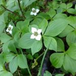 Woodland Caribou Pond Camp