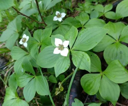 Woodland Caribou Pond Camp