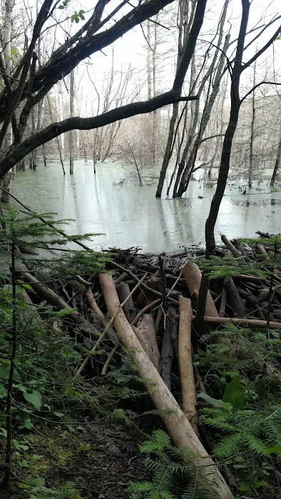 Woodland Caribou Pond Camp Picture 2