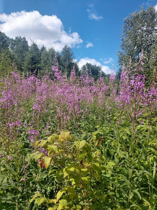 Andy Creek Camp Picture 7