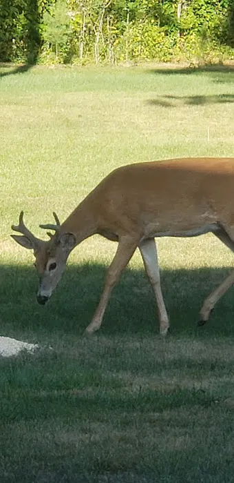 Otter Lake Campsite Picture 3