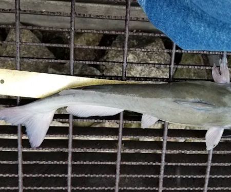 Outlet Channel Campground