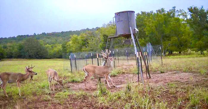 Scaria Ranch Picture 8