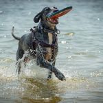 Pat Mayse East Campground