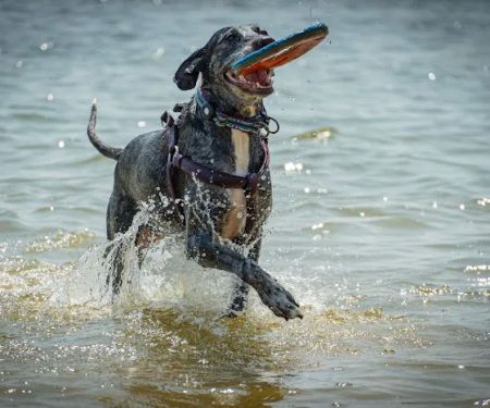 Pat Mayse East Campground