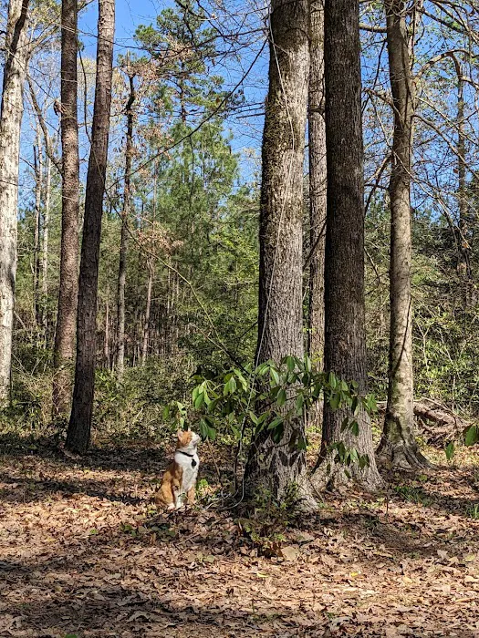 Saddle Bayou Primitive Campground Picture 7