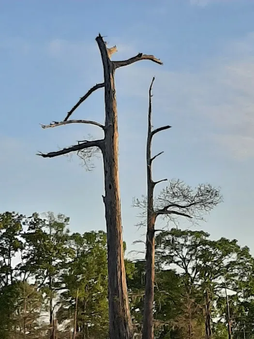 Woolen Lake Road Campground and Boat Launch Picture 3