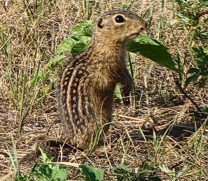 Jorgens Hollow Campground Picture 7