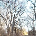 Pawnee Lake Horse Corrals