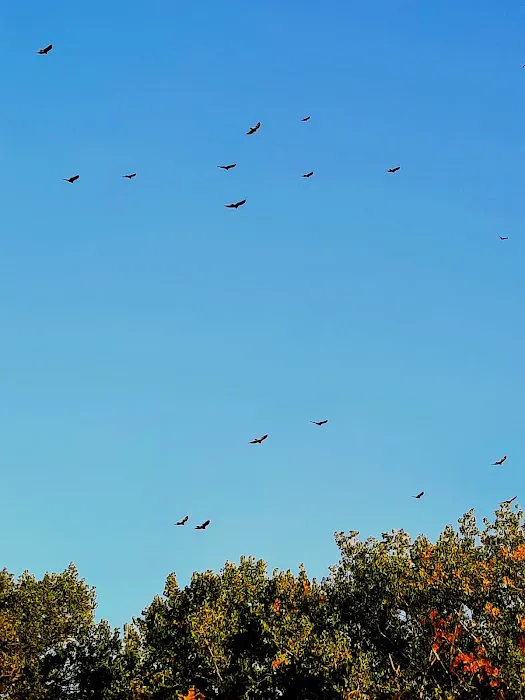 Lake View Campground Picture 4