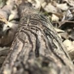 Harbine Park Campground