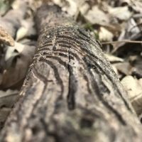 Harbine Park Campground ico