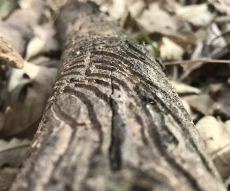 Harbine Park Campground