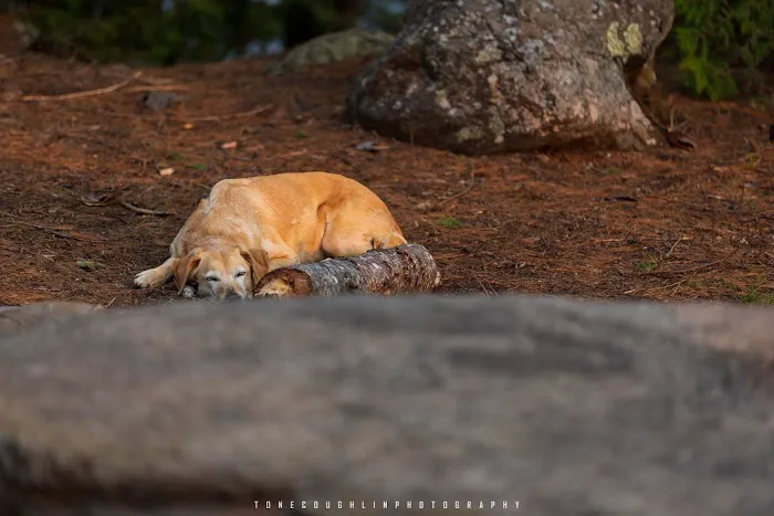 BWCA Campsite #692 Picture 3