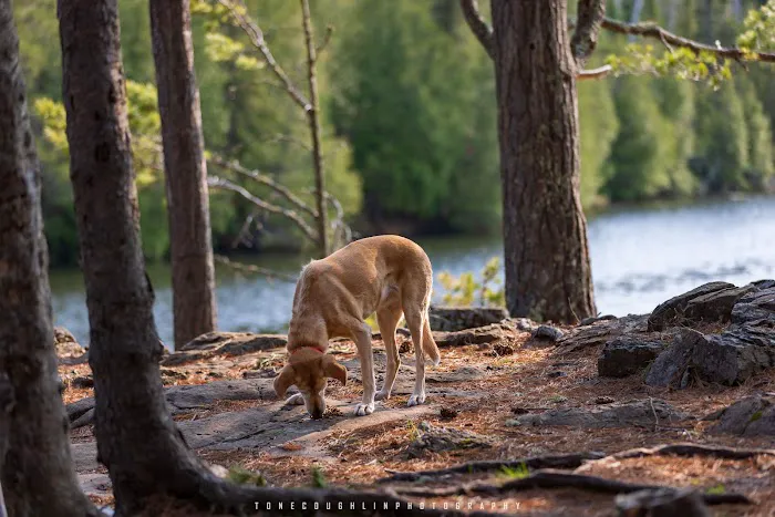 BWCA Campsite #692 Picture 5