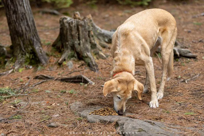 BWCA Campsite #752 Picture 2