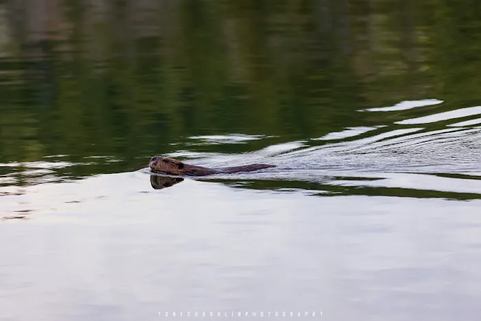 BWCA Campsite #752 Picture 4