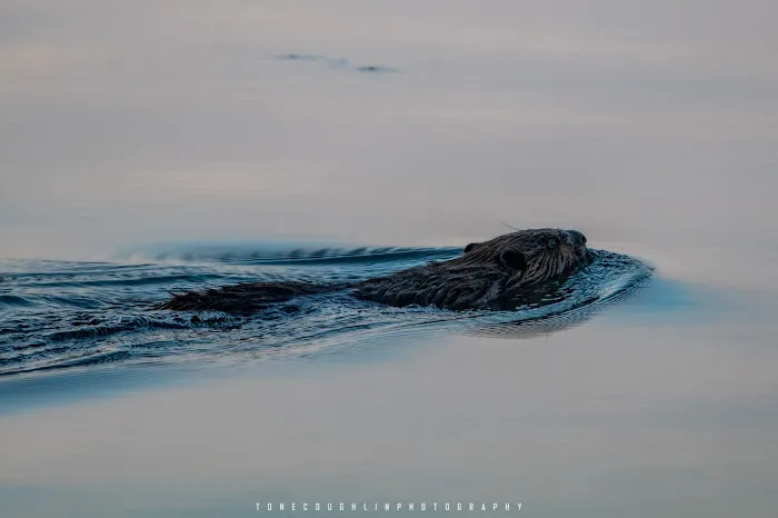 BWCA campsite 734 Picture 4