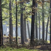 Gum Springs Campground and Picnic Area ico
