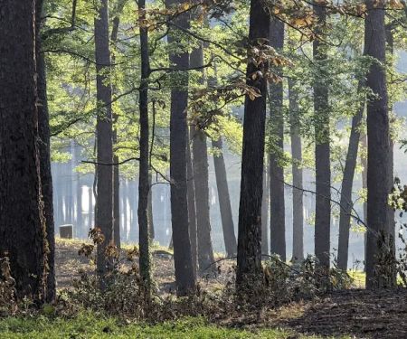 Gum Springs Campground and Picnic Area