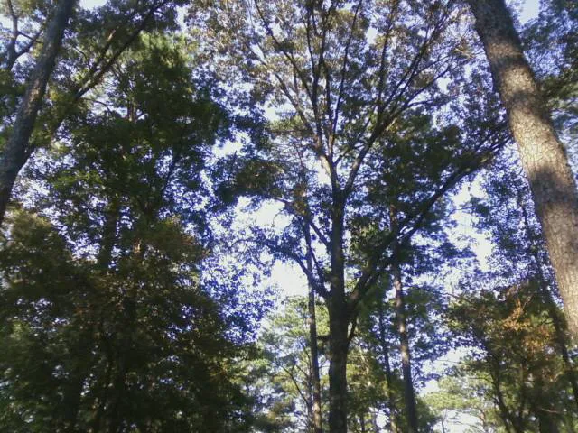 Gum Springs Horse Campground Picture 1