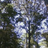 Gum Springs Horse Campground ico