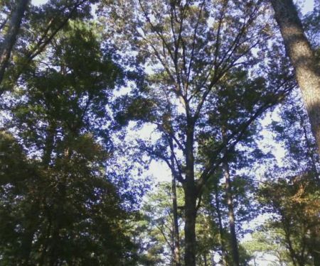 Gum Springs Horse Campground