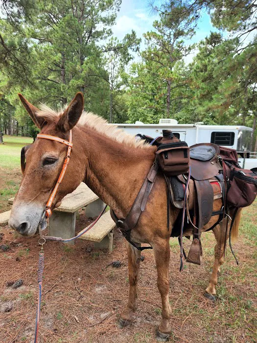 Gum Springs Horse Campground Picture 7