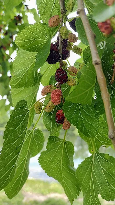 West Campground Picture 5