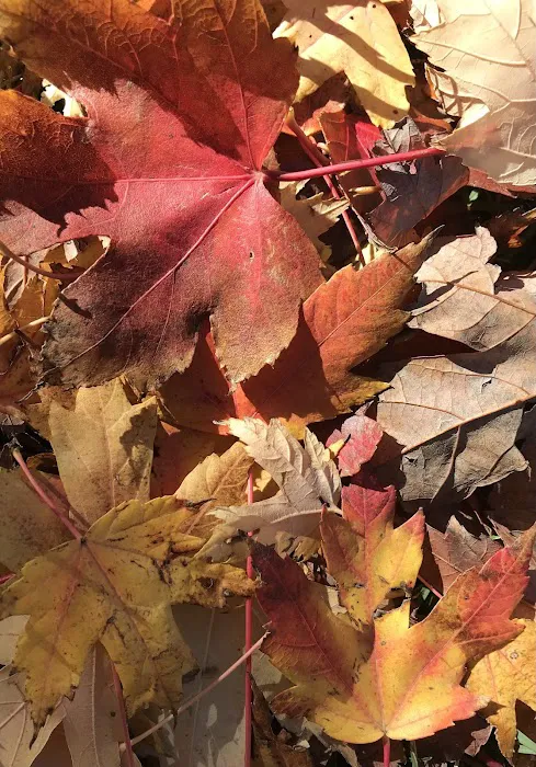 Lincoln Park Campground Picture 10