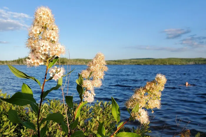BWCA Campsite 801 Picture 5