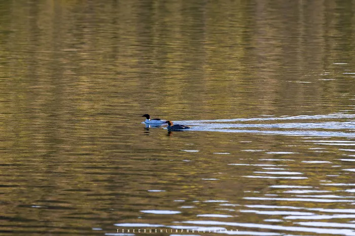 BWCA Campsite #726 Picture 1