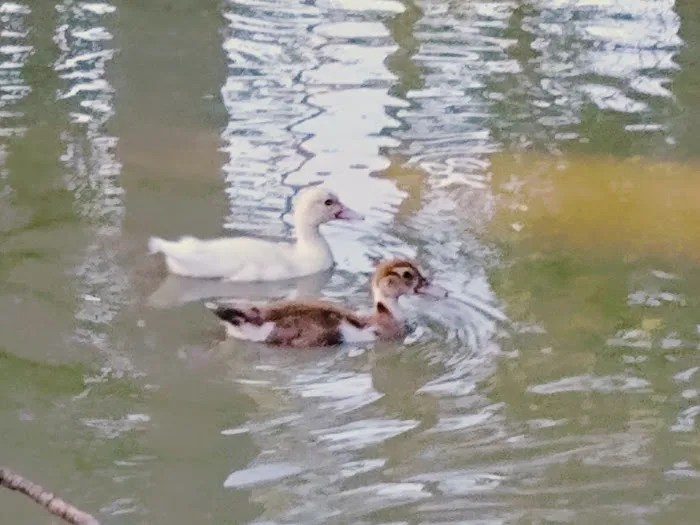 Longville lake Picture 1