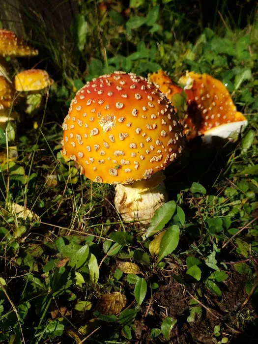 Iron Lake Campground Picture 9