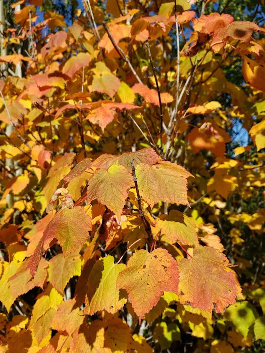 Iron Lake Campground Picture 7