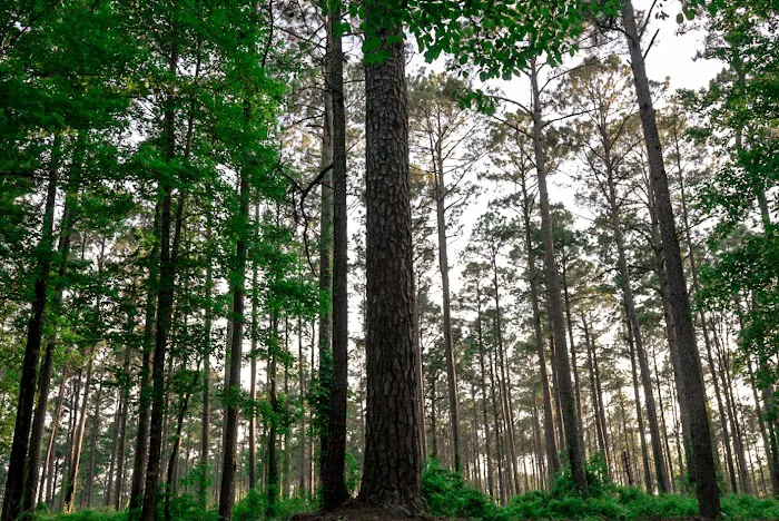 Coyote Campground, Kisatchie National Forest Picture 1