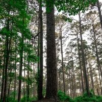 Coyote Campground, Kisatchie National Forest ico