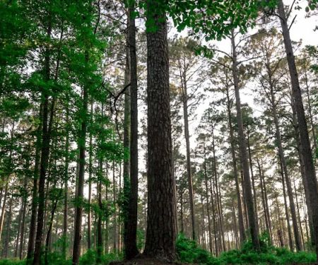 Coyote Campground, Kisatchie National Forest