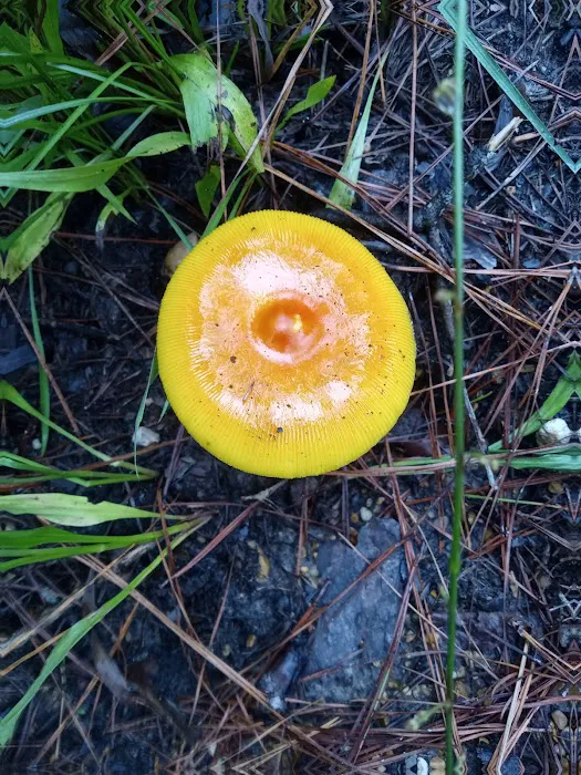 Red Bluff Campground Picture 6