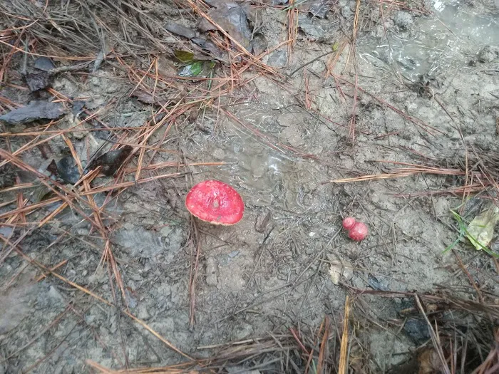 Red Bluff Campground Picture 10