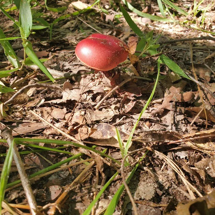 Red Bluff Campground Picture 2