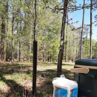 US Forestry Department ico